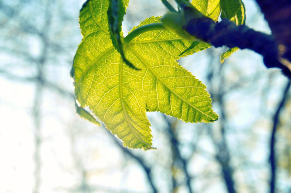 DDOS压力测试网页端